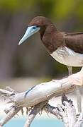 Brown Booby