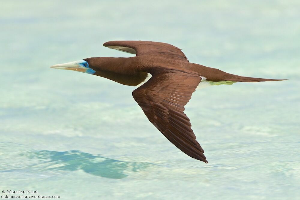 Brown Booby