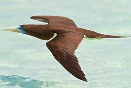 Brown Booby