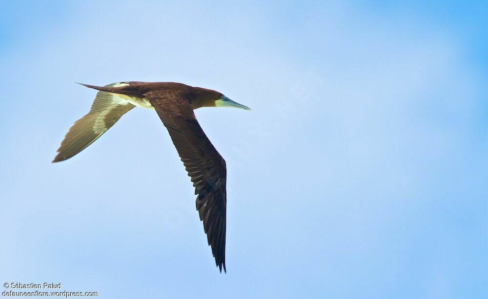 Brown Booby