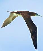 Brown Booby