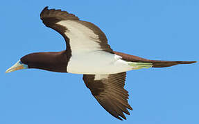 Brown Booby