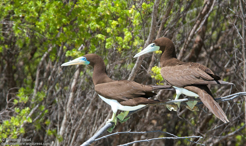 Brown Booby