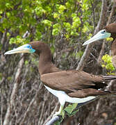 Brown Booby