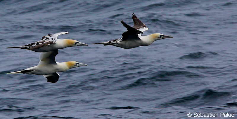 Northern Gannet