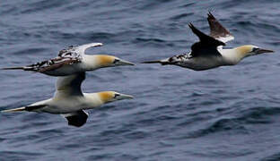 Northern Gannet