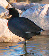 American Coot