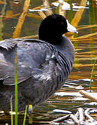 American Coot