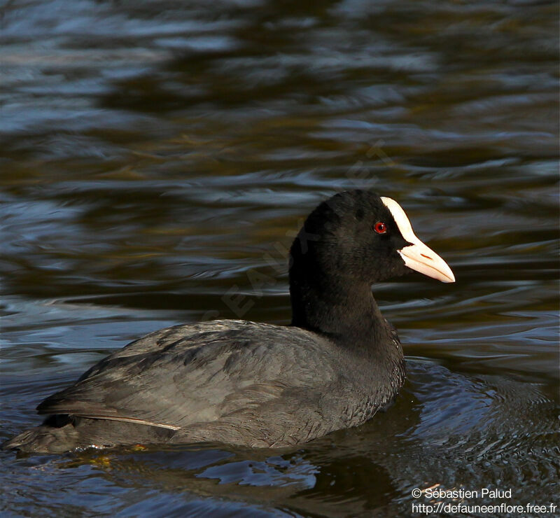 Eurasian Coot