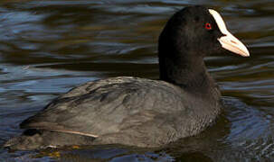 Eurasian Coot