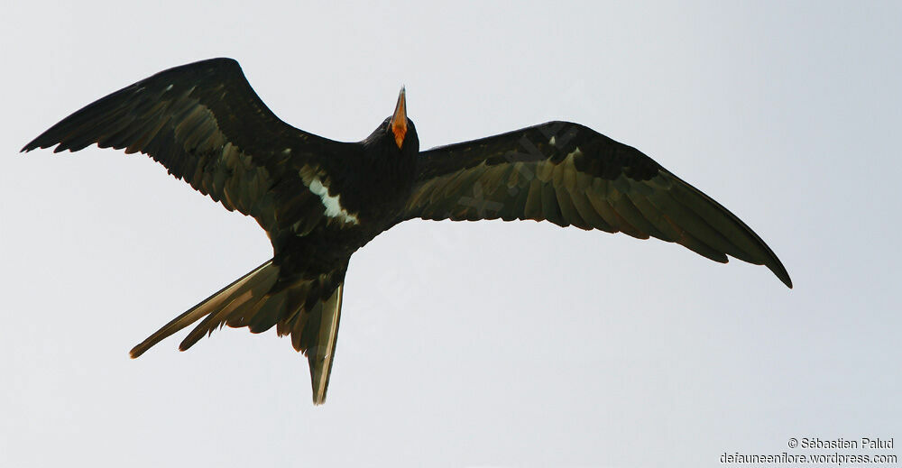 Lesser Frigatebird male adult