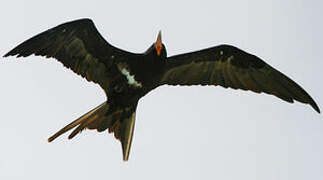 Lesser Frigatebird