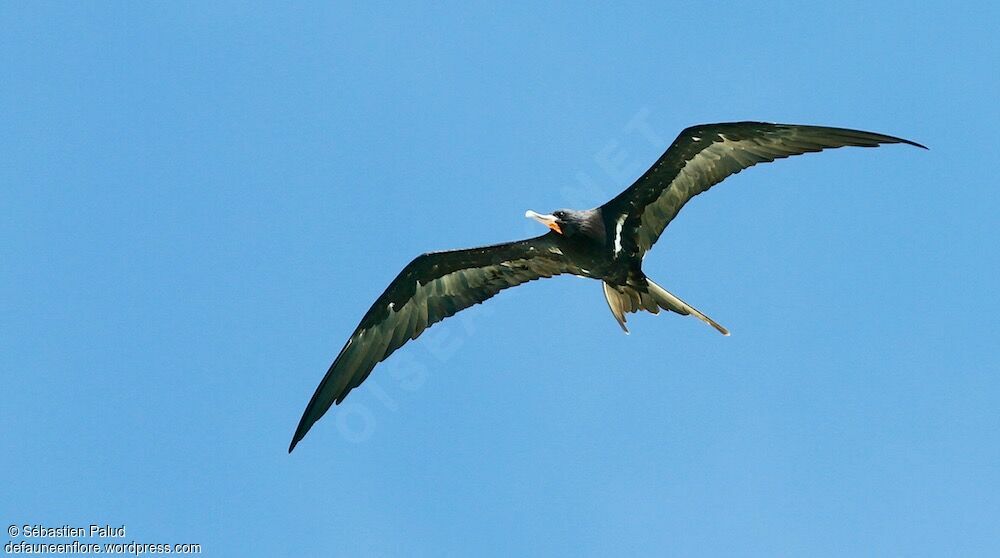 Lesser Frigatebird male adult