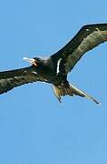 Lesser Frigatebird