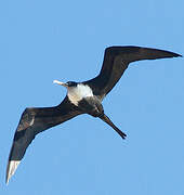 Great Frigatebird