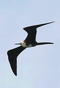 Magnificent Frigatebird