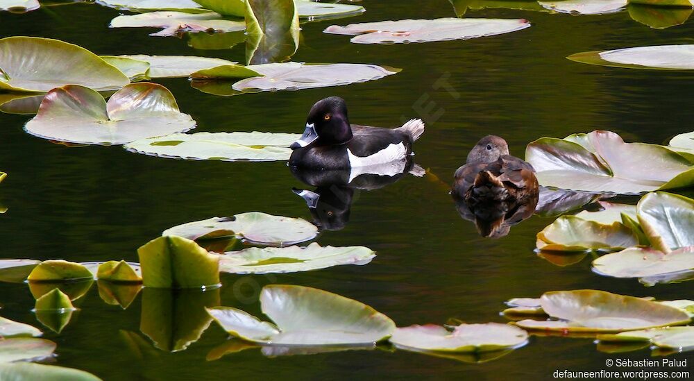 Ring-necked Duck 