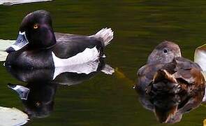 Ring-necked Duck