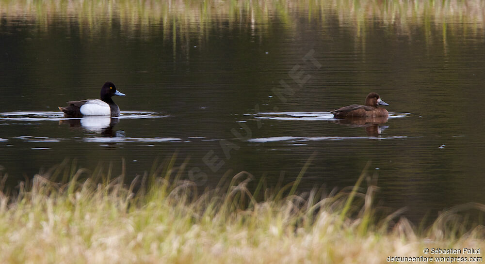 Lesser Scaup adult breeding