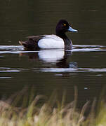 Lesser Scaup