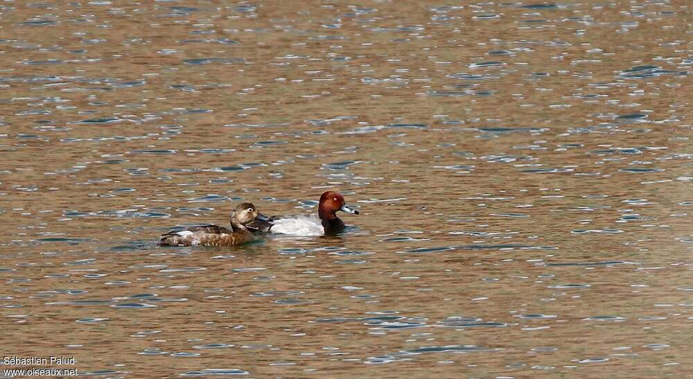 Redheadadult