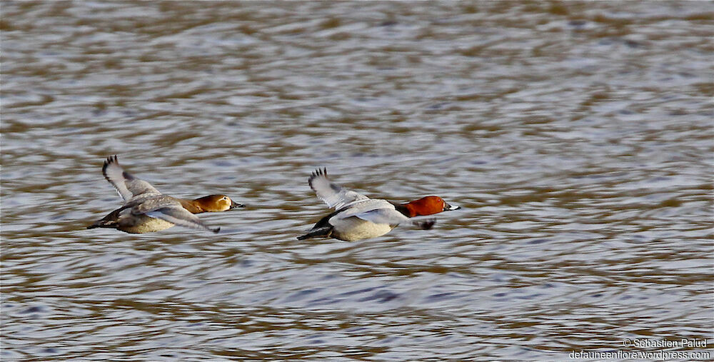 Common Pochard adult