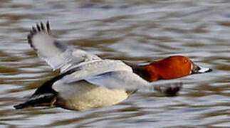 Common Pochard