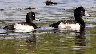 Tufted Duck