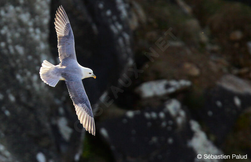 Fulmar boréal