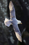 Fulmar boréal