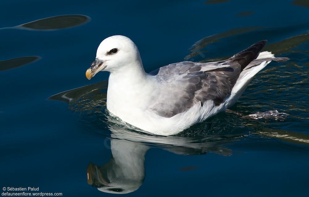 Fulmar boréal