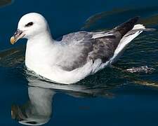 Northern Fulmar