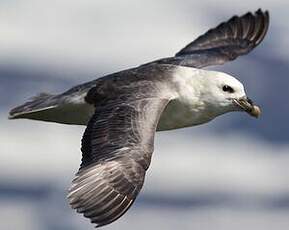 Fulmar boréal