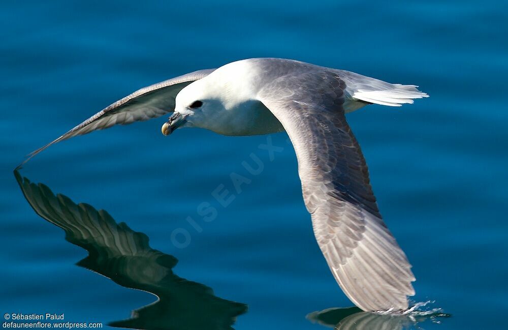 Northern Fulmar