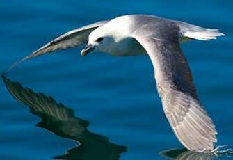 Fulmar boréal