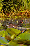 Gallinule poule-d'eau