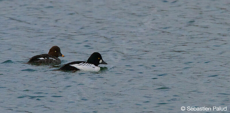 Common Goldeneye