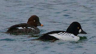 Common Goldeneye