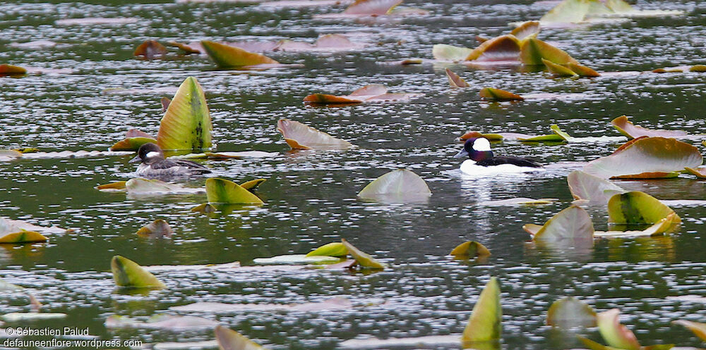 Bufflehead 