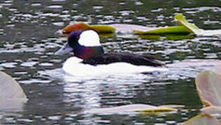 Bufflehead