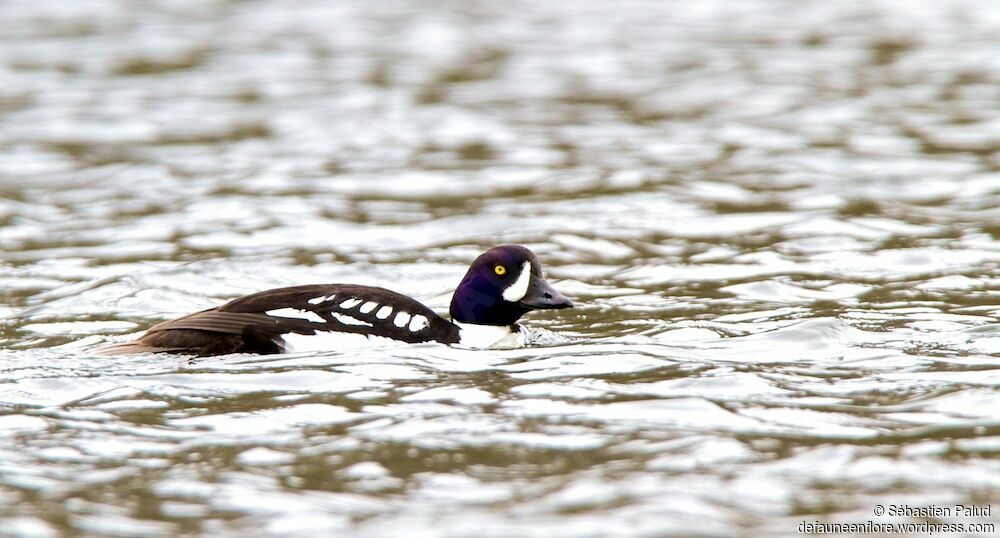 Barrow's Goldeneye male adult