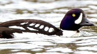 Barrow's Goldeneye