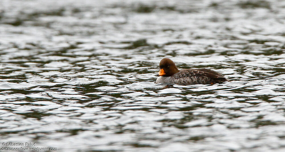 Barrow's Goldeneye female adult breeding