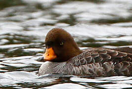 Barrow's Goldeneye