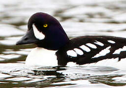 Barrow's Goldeneye