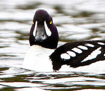 Barrow's Goldeneye