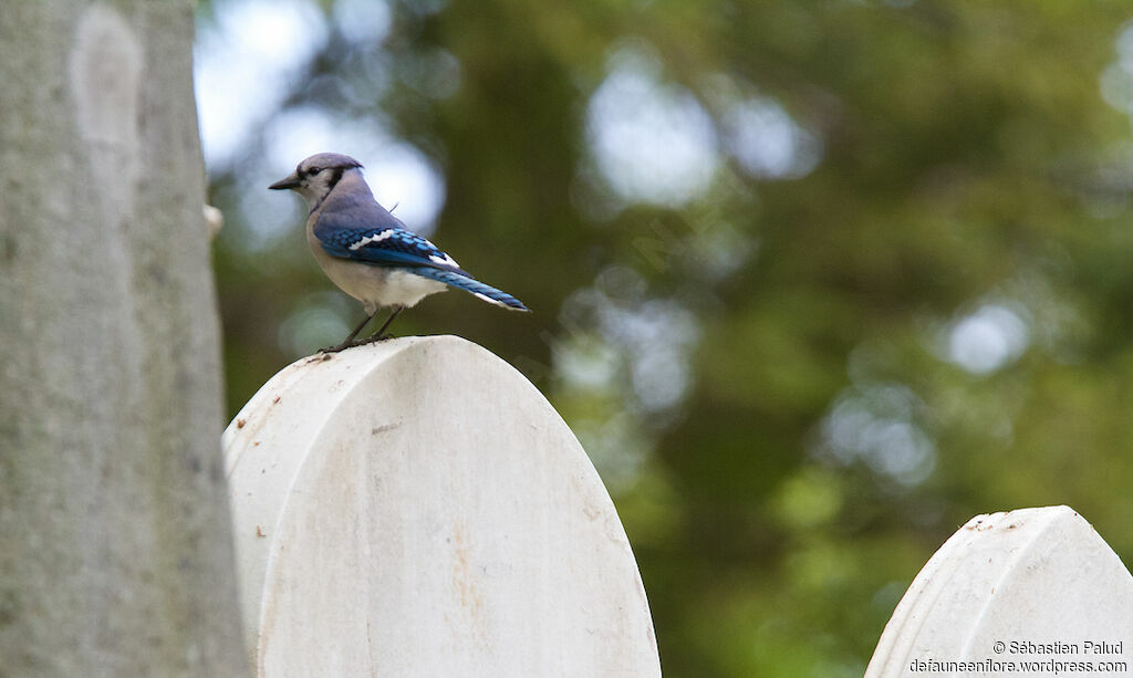 Blue Jayadult, identification