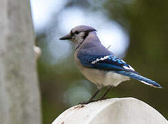 Blue Jay