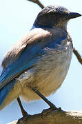 California Scrub Jay