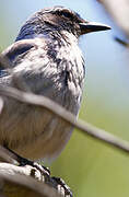 California Scrub Jay